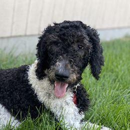 Goldendoodles and Poodles from Sammy's Doodles