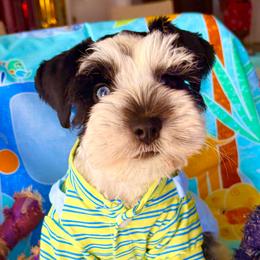 Miniature Schnauzer Puppies from LIZ FANCY SCHNAUZERS