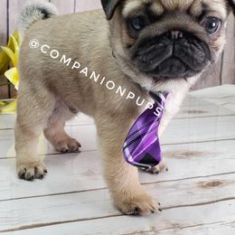 Pug Puppies from Companion Pups