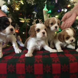 Cavalier King Charles Spaniel Puppies from Holliday Cavalier King Charles Spaniels