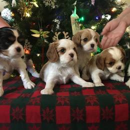 Cavalier King Charles Spaniel Puppies from Holliday Cavalier King Charles Spaniels