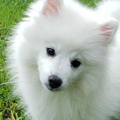 American Eskimo Dogs from Flying Cloud American Eskimos