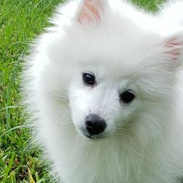American Eskimo Dogs from Flying Cloud American Eskimos