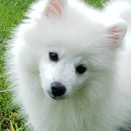 American Eskimo Dogs from Flying Cloud American Eskimos