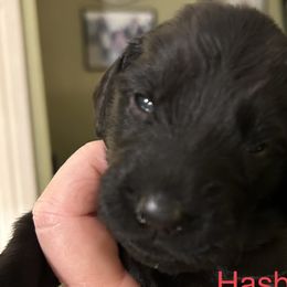 Girl 2 - Flat-Coated Retriever puppy in Pennsylvania from Iconic Flat Coated Retrievers