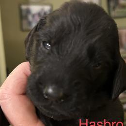 Girl 2 - Flat-Coated Retriever puppy in Pennsylvania from Iconic Flat Coated Retrievers