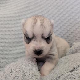 Tiny Tim - Gray and white male Siberian Husky puppy in Wisconsin from Liberty Siberians