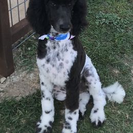 Aussiedoodle, Miniature Australian Shepherd, and Poodle Puppies from Classic K9’s  Aussies, Poodles & Doodles