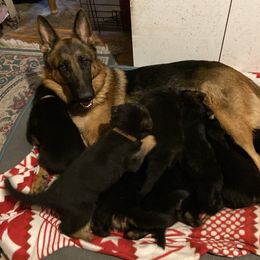 German Shepherd Puppies from Darkwing GSD