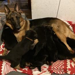 German Shepherd Puppies from Darkwing GSD