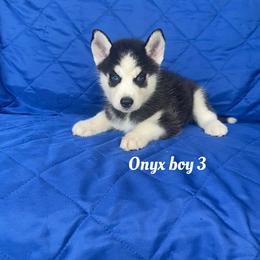 Onyx boy 3 - Black and white male Siberian Husky puppy in Ocala, Florida from Florida Husky Puppies