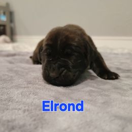 Boy 8 - Brindle male Mastiff puppy in Conroe, Texas from Southern Star English Mastiffs