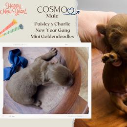 Cosmo - Red  male Goldendoodle puppy in Hilton, New York from The House of Goldendoodle