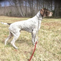 Beamer - German Shorthaired Pointer