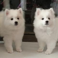 American Eskimo Dog puppies from Kaydells Kennels