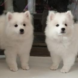 American Eskimo Dog puppies from Kaydells Kennels