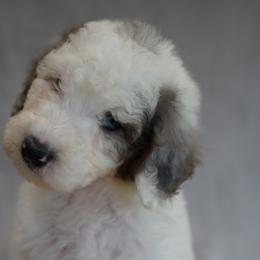 Aussiedoodle and Bernedoodle Puppies from VESBACH DOODLE VALLEY FARMS