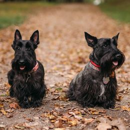 Scottish Terrier puppies from Moo's Scotties