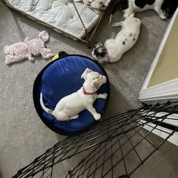 Dachshund Puppies from Shawnee Tribe Dachshunds
