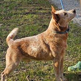 Arnold - Australian Cattle Dog