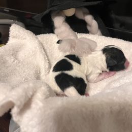 Girl 1 - Black and tan Pomeranian puppy in Kenosha, Wisconsin from Pike River Pomeranians