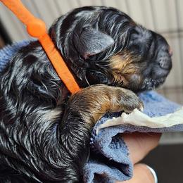 Girl 3 - Black and red female German Shepherd puppy in Roanoke, Alabama from Von Schönen Träumen German Shepherds