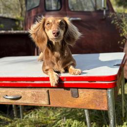Fern - Dachshund