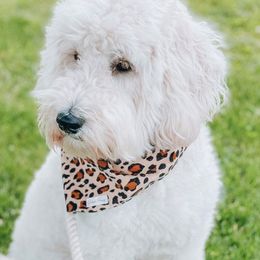 Goldendoodles from Maggie Moo’s Doodles