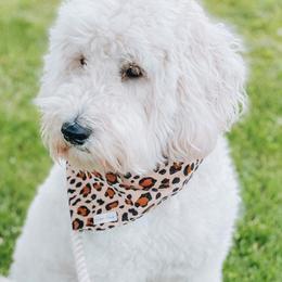Goldendoodles from Maggie Moo’s Doodles