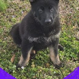 German Shepherd Puppies from Penley Shepherds