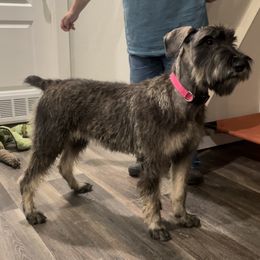 Pink Girl - Pepper and salt Giant Schnauzer puppy in Goodrich, Texas from Silver Creek Giant Schnauzers