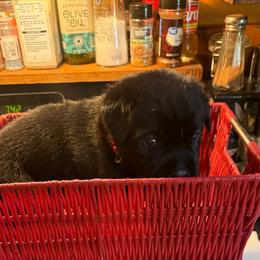 Red - Black female Labrador Retriever puppy in Charleston, Maine from Puddledock Pups