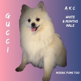 Gucci - Pomeranian puppy in Orange, Texas from Mosaic Poms Too