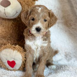 Aura - Apricot female Goldendoodle puppy in Wharton, Texas from Little Fur Friends