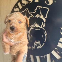 Latte (light blue) - Wheaten male Miniature Schnauzer puppy in Fort Worth, Texas from Sissy’s Schnauzers