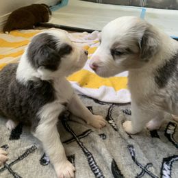Australian Shepherd Puppies from Sunshine State Australian Shepherds