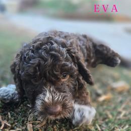 Girl 2 - Brown female Lagotto Romagnolo puppy in Salida, California from Harper's Lagotti