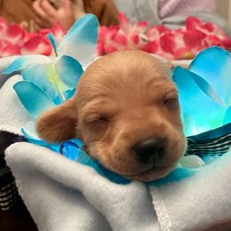 Dachshund Puppies from Mimi’s Doxies