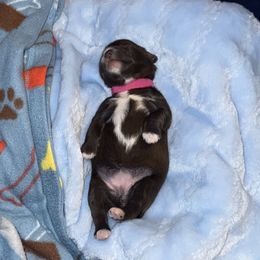 Miniature Schnauzer Puppies from Swedenburg Schnauzers