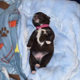 Miniature Schnauzer Puppies from Swedenburg Schnauzers