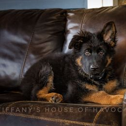 Boy 3 - German Shepherd puppy in Greenbrier, Arkansas from House of Havoc German Shepherds