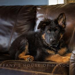 Boy 3 - German Shepherd puppy in Greenbrier, Arkansas from House of Havoc German Shepherds