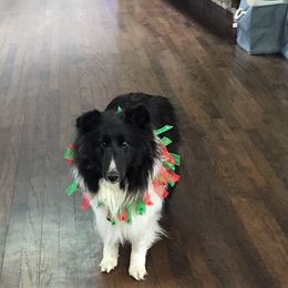 Shetland Sheepdogs from Xanadu Shelties