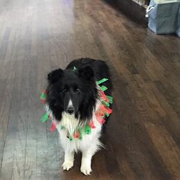 Shetland Sheepdogs from Xanadu Shelties