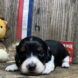 Dachshund puppies from CountrySide Wieners