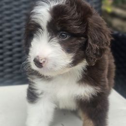 Apus - Brown and white Aussiedoodle puppy in Fort White, Florida from Jade