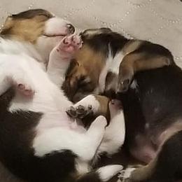 Beagles and Goldendoodles from DSH Farms and Doodles