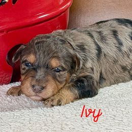 Ivy - Blue merle female Aussiedoodle puppy in Burbank, Ohio from Berns & Doodles