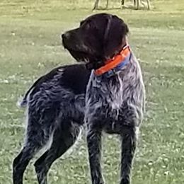 Buddy - Wirehaired Pointing Griffon