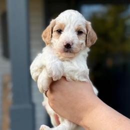 Little James - Parti male Goldendoodle puppy in Urbana, Illinois from ZaraDoodles